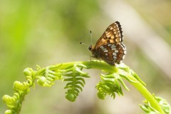 Hamearis lucina - Duke of Burgundy, N. Yorks.