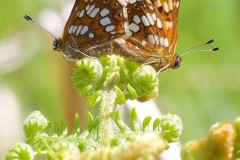 Hamearis lucina - Duke of Burgundy, N. Yorks.