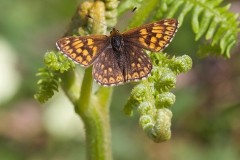 Hamearis lucina - Duke of Burgundy, N. Yorks.