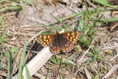 Hamearis lucina - Duke of Burgundy, N. Yorks.