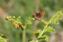 Hamearis lucina - Duke of Burgundy, N. Yorks.