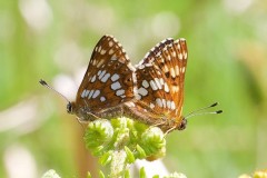 Hamearis lucina - Duke of Burgundy (mating pair), N. Yorks.