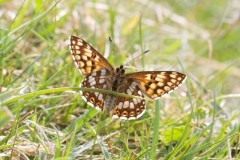 Hamearis lucina - Duke of Burgundy, (underside) N. Yorks.