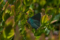 Callophrys rubi - Green Hairstreak