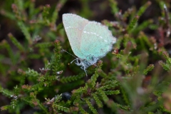 Callophrys rubi - Green Hairstreak