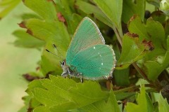 Callophrys rubi, - Green Hairstreak, Donna Nook, Lincs.