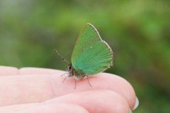 Callophrys rubi, - Green Hairstreak, Donna Nook, Lincs.