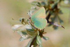 Callophrys rubi, - Green Hairstreak, Donna Nook, Lincs.