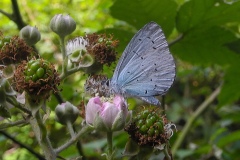 Celastrina argiolus - Holly Blue