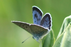 Maculinea arion - Large Blue