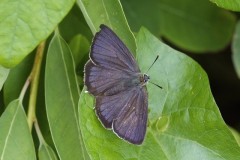 Favonius quercus - Purple-hairstreak, Woodside Nurseries, Austerfield.