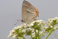 Favonius quercus - Purple-hairstreak, Woodside Nurseries, Austerfield.