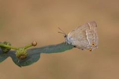 Favonius quercus - Purple-hairstreak, Woodside Nurseries, Austerfield.