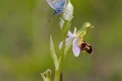 Plebejus argus - Silver-studded Blue, N Notts