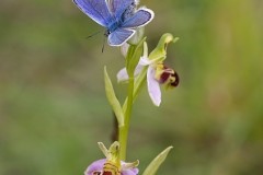 Plebejus argus - Silver-studded Blue, N Notts