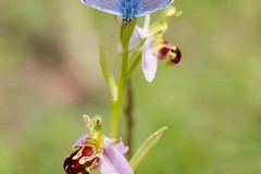 Plebejus argus - Silver-studded Blue, N Notts