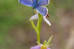 Plebejus argus - Silver-studded Blue, N Notts