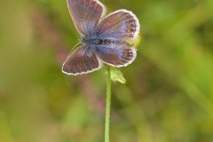 Plebejus argus - Silver-studded Blue (female), N Notts