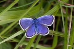 Plebejus argus - Silver-studded Blue (male),. N Notts