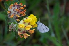 Plebejus argus - Silver-studded Blue, N Notts