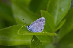 Cupido minimus - Small Blue, N Yorks