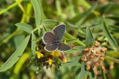 Cupido minimus - Small Blue, N Yorks