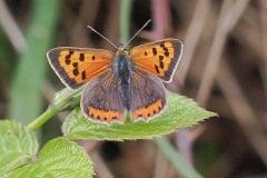 Lycaena phlaeas - Small Copper, Thorne Moor