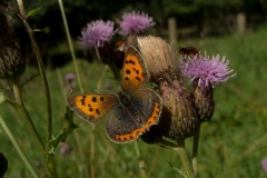 Lycaena phlaeas - Small Copper