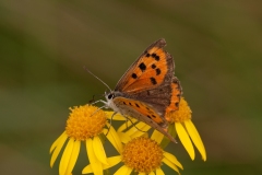 Lycaena phlaeas - Small Copper