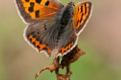 Lycaena phlaeas - Small Copper