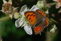 Lycaena phlaeas - Small Copper