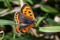 Lycaena phlaeas - Small Copper