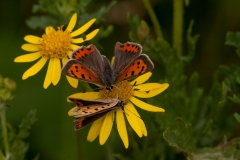 Lycaena phlaeas - Small Copper