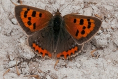 Lycaena phlaeas - Small Copper