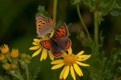 Lycaena phlaeas - Small Copper