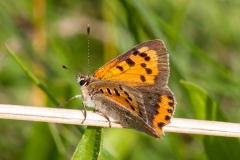 Lycaena phlaeas - Small Copper