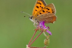 Lycaena phlaeas - Small Copper, Woodside Nurseries, Austerfield.