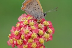 Lycaena phlaeas - Small Copper, Woodside Nurseries, Austerfield.