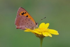 Lycaena phlaeas - Small Copper, Woodside Nurseries, Austerfield.