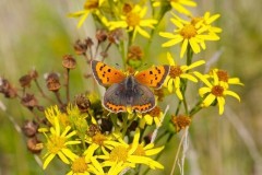 Lycaena phlaeas - Small Copper, Woodside Nurseries, Austerfield.