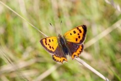 Lycaena phlaeas - Small Copper, Woodside Nurseries, Austerfield.