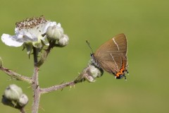 Satyrium w-album - White-letter Hairstreak, Woodside Nurseries, Austerfield.