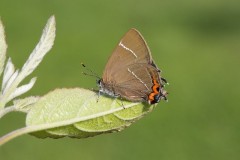 Satyrium w-album - White-letter Hairstreak, Woodside Nurseries, Austerfield.