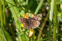 Erynnis tages - Dingy Skipper, Bevercotes Pit Wood