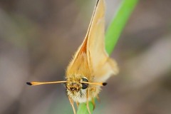 Thymelicus lineola - Essex Skipper, Thorne Moor