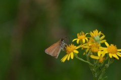 Thymelicus lineola - Essex Skipper