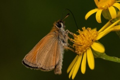 Thymelicus lineola - Essex Skipper