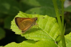 Thymelicus lineola - Essex Skipper