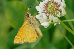 Ochlodes venata - Large Skipper, Thorne Moor