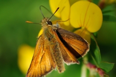 Ochlodes venata - Large Skipper